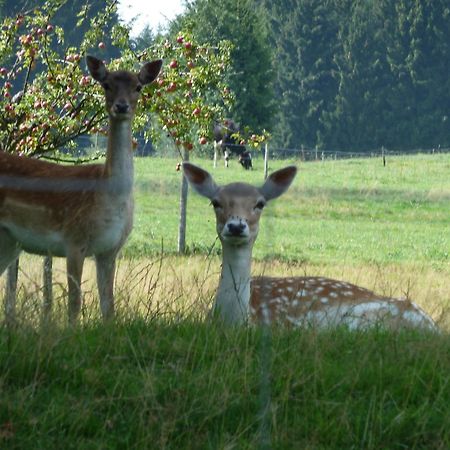 Hotel Und Landgasthof Zum Bockshahn Spessart エクステリア 写真